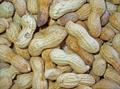 peanut